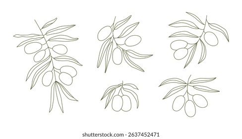 Outline olives and leaves contour. Linear botanical drawing. Italian, Greek, Spanish farming. Healthy nutrition. Olive oil. Coloring book. Vector.