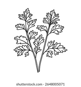 Esboço de salsa de contorno, ícone de arte de linha. Elemento de design de vetor preto e branco desenhado à mão isolado. Tempero, tempero, conceito de ervas.