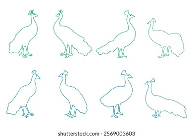 Outline Peacock Bird Illustration Design Set