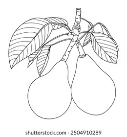 Umrissbirnen, Vektorgrafik. Birnbaumzweig mit Früchten und Blättern, Malbuchseite. Gesunde Ernährung, Diät, Bio, vegane Ernährung.