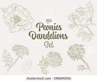 Outline Peonies and Dandelions Flowers Set- a collection of vintage vector hand-drawn style flowers. Maybe use for wallpaper, textile or card, wedding design.
