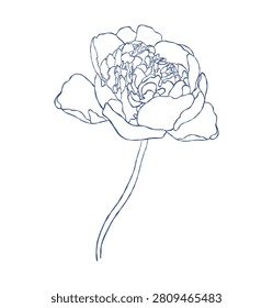 Outline Peony. Elegant Blue Hand Drawn Line Art. Vector Illustration. Wedding Stationery, Feminine Aesthetic Minimalist Decoration and Design