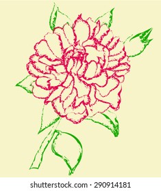 Outline peony with lots of petals, stem and leaf, drafted pastel pink and green on a white background.