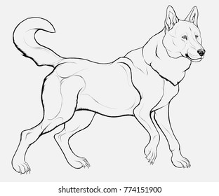 Outline picture of Siberian Laika with a twisted tail. Realistic vector illustration of a curious furry husky in grayscale. Image of a dog, which can be used as an emblem for kennel club.