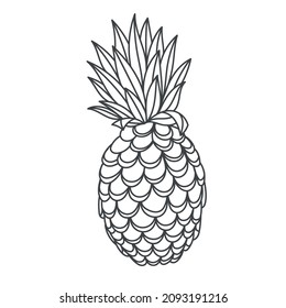 Outline pineapple vector illustration. Linear tropical fruit