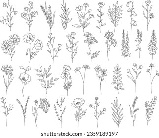 Outline plants set, line drawing art, wildflowers set, botanical plants isolated, simple art design, abstract line outline, vector for frame, fashion design