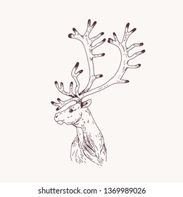 Outline portrait of male red deer, hart or stag. Head of graceful wild animal with antlers hand drawn on light background. Decorative design element. Monochrome vector illustration for logotype.