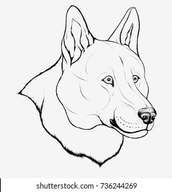 Outline portrait of Siberian Laika. Realistic vector illustration of a furry husky in grayscale. Image of a dog, which can be used as an emblem for kennel club.