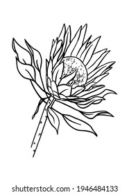 Eine Übersicht über die Proteasenbude. Vektorisolierte Clipkunst. Botanisches Design.