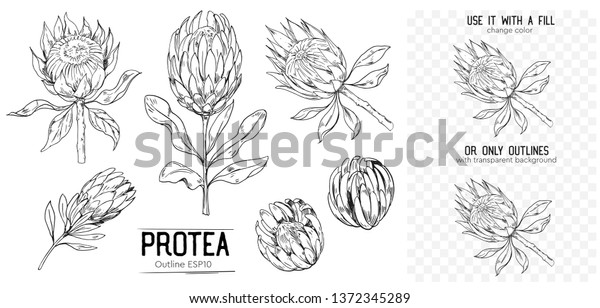 Outline of protea. Tropical flowers. Set of hand\
drawn illustrtions converted to vector. With transparent background\
or with fill