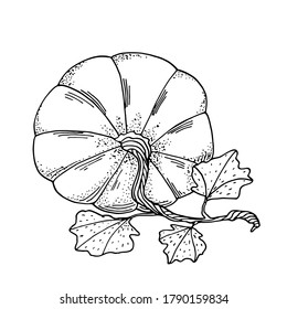 Outline pumpkin vector vintage drawing. Black contour gourd with leaves isolated on white background. Autumn vegetable illustration for cards, coloring book, decoration, Thanksgiving day