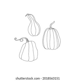 Outline pumpkins vector illustration. Autumn halloween or thanksgiving pumpkin, vegetable graphic icons. 