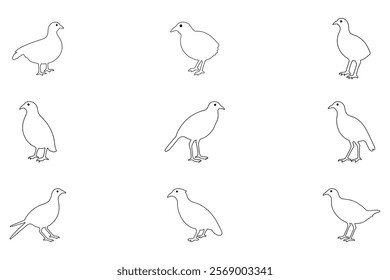 Outline Quail Bird Illustration Design Set