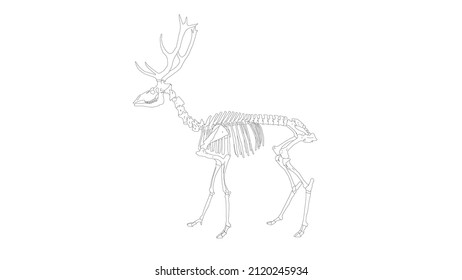 an outline of a red deer skeleton