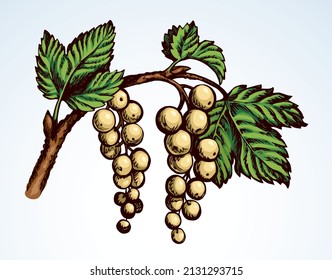 Outline red ink hand drawn fresh ripe raw sweet health nutritious green rubrum dessert emblem design retro art doodle line print style. Close up floral twig botanic view light sky text space backdrop