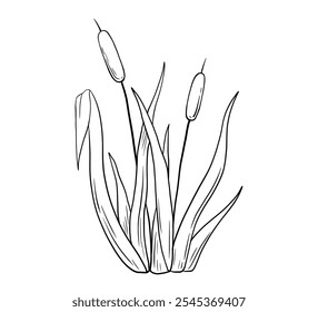 Outline reed plant drawing, wetland cattail, lake grass, hand drawn doodle isolated illustration