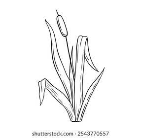 Outline reed plant, wetland cattail, lake grass, hand drawn doodle isolated illustration