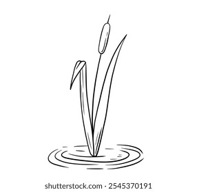 Outline river reed plant in water, wetland cattail, lake grass, hand drawn isolated illustration