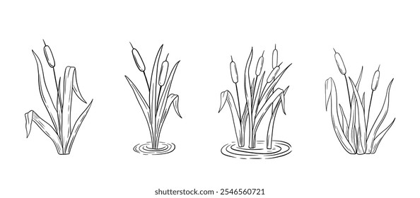 Outline river reed plant in water drawings set, wetland cattail, lake grass, hand drawn isolated illustration