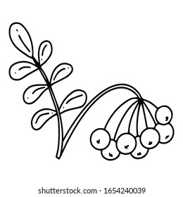 Outline rowan branch with leaves and berries. Vector illustration isolated on white background. Rowanberry hand drawn in doodle style. Coloring page of rowan branch.