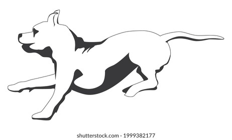 Outline running brindle Staffordshire terrier or pitbull isolated on white. Vector illustration.