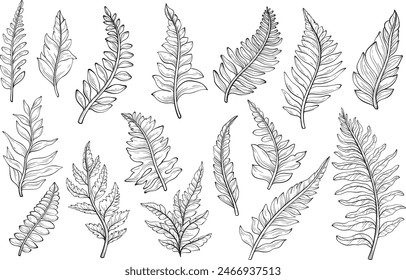 Umriss von Wildwaldpflanzen, Blättern und jungen Farnen. Vektorillustration
