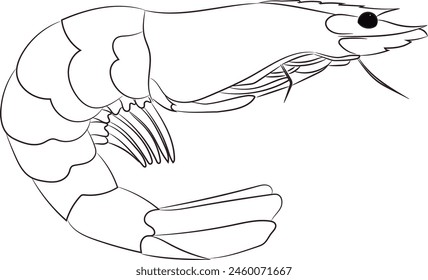 Outline shrimp hand drawing isolated