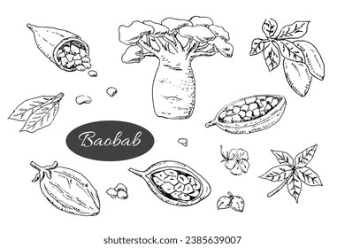 Outline Sketch of baobab tree and beans, leaves, flower, seeds - set. Hand drawn ink illustration. Can use for wrapping paper, prints. 