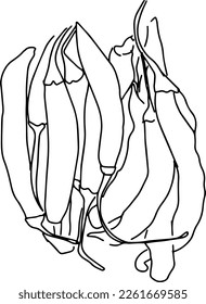 Outline sketch of chilli peppers in doodle style