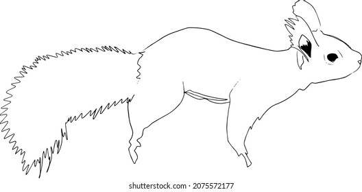 Outline sketch of fluffy tail squirrel in doodle style