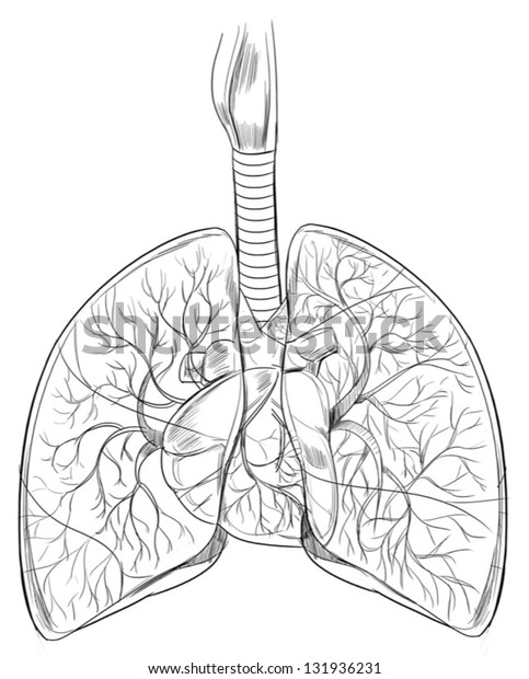 Outline Sketch Human Lungs Stock Vector (Royalty Free) 131936231