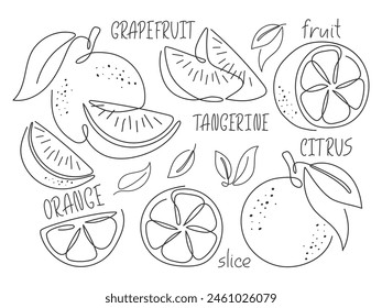 Outline sketch various sliced citrus. Black and white illustration. Abstract orange, grapefruit, tangerine. Line art design element. Ingredient for cocktail, tea, lemonade, dessert