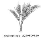 Outline sketch of wheat spikelets with ears grain and stem vector illustration on white background