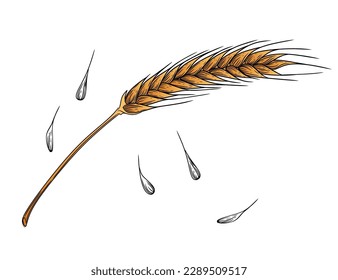 Outline sketch of wheat spikelets with ears grain and stem vector illustration on white background