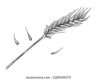 Outline sketch of wheat spikelets with ears grain and stem vector illustration on white background