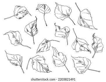 Outline sketches of autumn leaves. Freehand drawing. Black and white vector illustration. Isolated on white background