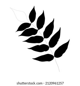 Outline some leaves that fuse with the bark
