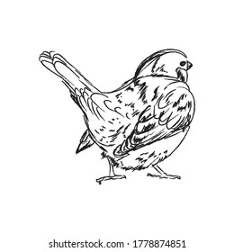Outline sparrow back view, hand draw vector illustration, bird draw for design and creativity