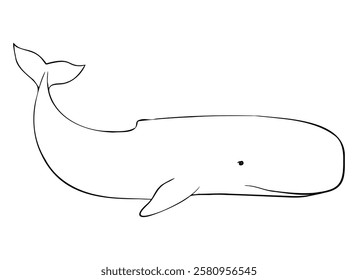 Outline of sperm whale, cachalot, sea animals. Hand drawn black inks. Vector illustration Drawing of Aquatic placental marine mammal with flippers and tail. Etching of underwater fish.