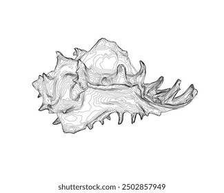 Outline spiral conch sea shell, sketch style vector illustration isolated on white background. Contour drawing of saltwater conch, sea snail shell