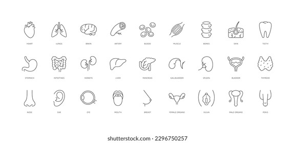 Zusammenstellung von Symbolen für die Gesundheitsfürsorge im Überblick. Lineares Vektorgrafik-Set für Vektorgrafik. Gruppe von menschlichen Organen und Körperteilen einzeln auf weißem Hintergrund. Design-Element für Gesundheitswesen, wissenschaftliche Bildung