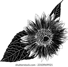 Outline Sunflower Flower with Leaves. Black and White artistic Hand Drawing Floral Illustration. Sketch Drawn Element. Vector Illustration Isolated on White.