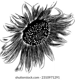 Outline Sunflower Flower with Leaves. Black and White artistic Hand Drawing Floral Illustration. Sketch Drawn Element. Vector Illustration Isolated on White.