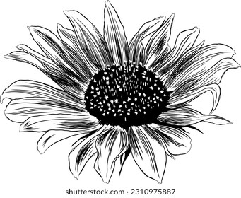 Outline Sunflower Flower with Leaves. Black and White artistic Hand Drawing Floral Illustration. Sketch Drawn Element. Vector Illustration Isolated on White.