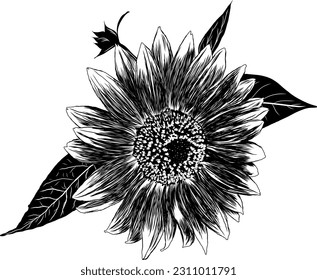Outline Sunflower Flower with Leaves. Black and White artistic Hand Drawing Floral Illustration. Sketch Drawn Element. Vector Illustration Isolated on White.