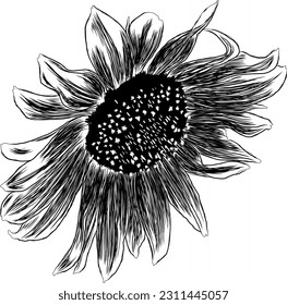 Outline Sunflower Flower with Leaves. Black and White artistic Hand Drawing Floral Illustration. Sketch Drawn Element. Vector Illustration Isolated on White.