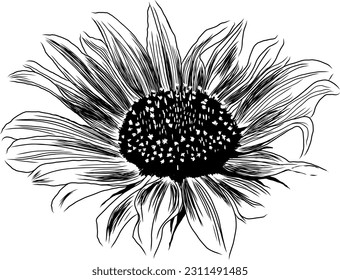 Outline Sunflower Flower with Leaves. Black and White artistic Hand Drawing Floral Illustration. Sketch Drawn Element. Vector Illustration Isolated on White.
