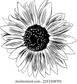 Outline Sunflower Flower with Leaves. Black and White artistic Hand Drawing Floral Illustration. Sketch Drawn Element. Vector Illustration Isolated on White.