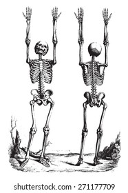 Outline of a Theory and anatomical nomenclature, vintage engraved illustration. 