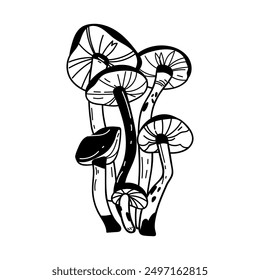 Outline toadstool mushrooms vector. Hand drawn line art black and white forest fungi sketch illustration isolated on background